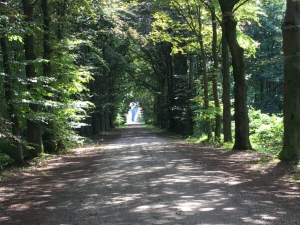 elsendorp-100-cleefswit-beukenlaan