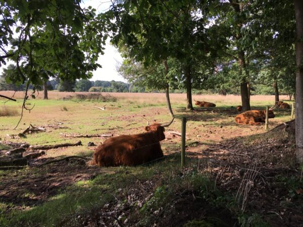 elsendorp-100-krim-hooglander