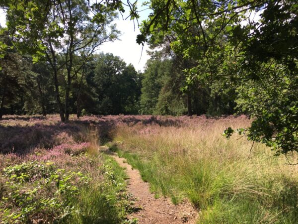 Elsendorp-100-heide-krim